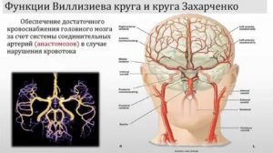 Развитие виллизиева круга в виде снижения кровотока и сужение артериям