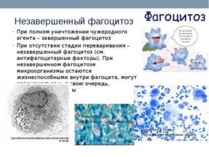 Можно ли восстановить фагоцитоз