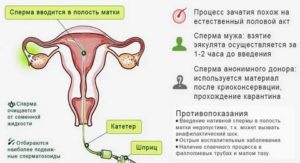 Вероятность забеременеть от остатков сперматозоидов