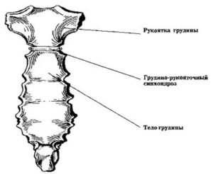 Рукоятка грудины