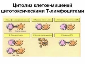 Цитолиз клеток