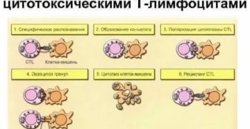 Цитолиз клеток Цитолиз клеток