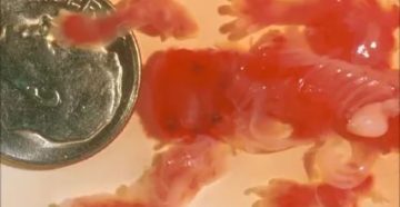 Беременность через месяц после аборта