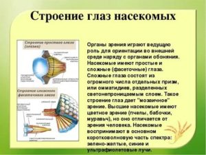 Сложное строение глаз