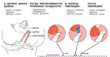 Скудные менструации после окончания грудного вскармливания Скудные менструации после окончания грудного вскармливания