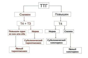 ТТГ Повышен