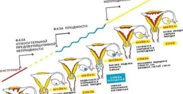 Секс за день до месячных