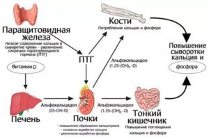 Повышен паратгормон, снижен витамин Д