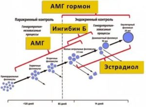 Можно улучшить показатель антимюллеров гормона