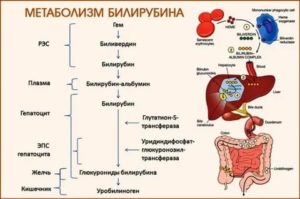 Повышенный билирубин и операция