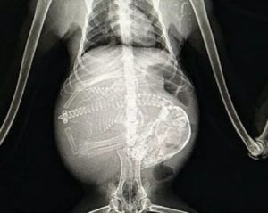 Рентген при беременности