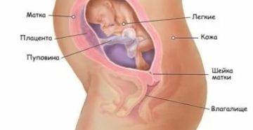 Тонус при беременности 24 недели или же ребёнок? Тонус при беременности 24 недели или же ребёнок?