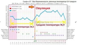 Температура тела при зачатии